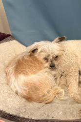 Reunited Female Dog last seen 24th and Kearney, Denver, CO 80207