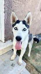 Found/Stray Male Dog last seen W van buren St. & S 31st Ave, Phoenix, AZ 85009
