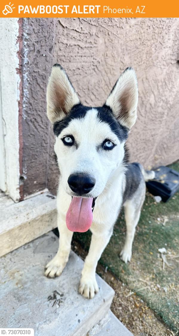 Found/Stray Male Dog last seen W van buren St. & S 31st Ave, Phoenix, AZ 85009
