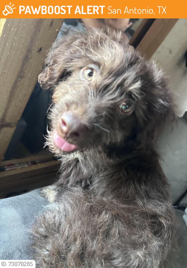 Found/Stray Male Dog last seen Wells fargo on fm78 street, San Antonio, TX 78218