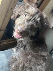 Found/Stray Male Dog last seen Wells fargo on fm78 street, San Antonio, TX 78218