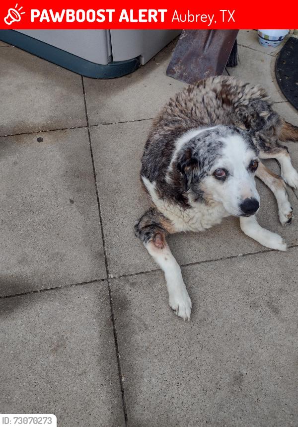Lost Female Dog last seen Near Rockhill Rd Aubrey, tx, Aubrey, TX 76227