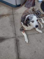 Lost Female Dog last seen Near Rockhill Rd Aubrey, tx, Aubrey, TX 76227