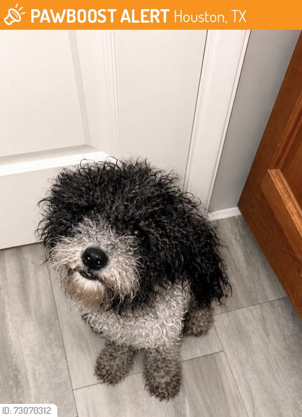 Found/Stray Male Dog last seen Everglade Dr. and Mesa Rd., Houston, TX 77078