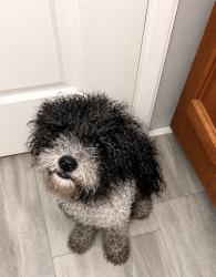 Found/Stray Male Dog last seen Everglade Dr. and Mesa Rd., Houston, TX 77078