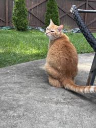 Lost Male Cat last seen The legion, Alpharetta, GA 30009