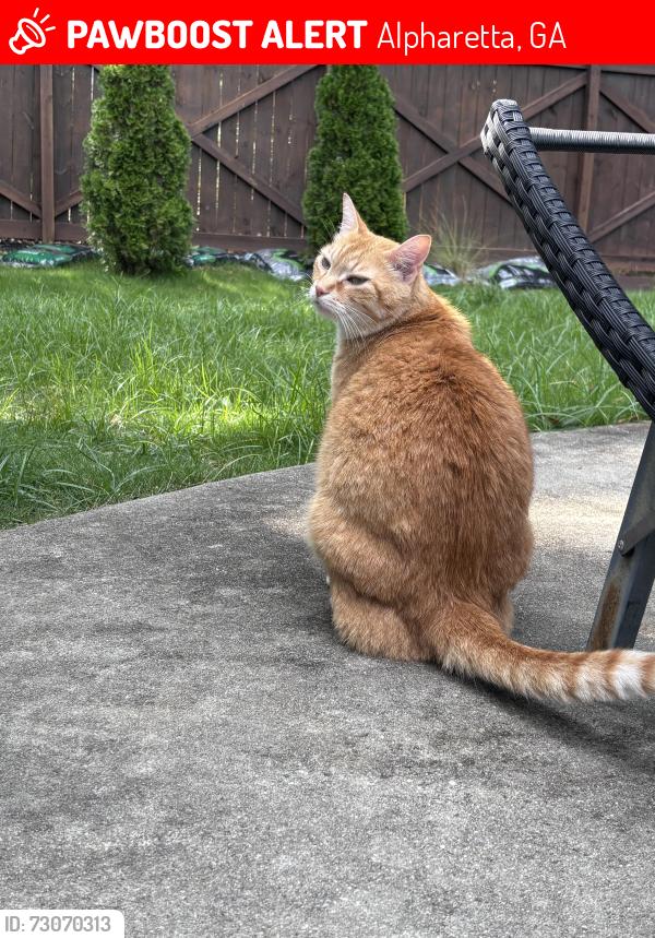 Lost Male Cat last seen The legion, Alpharetta, GA 30009