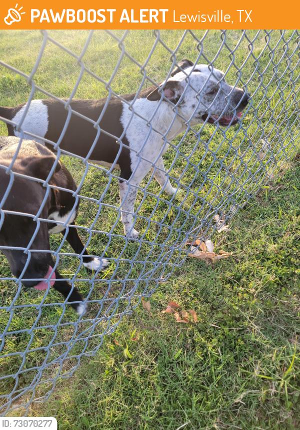 Found/Stray Female Dog last seen Timberbrook, Lewisville, TX 75067