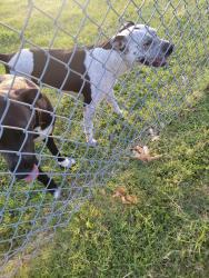 Found/Stray Female Dog last seen Timberbrook, Lewisville, TX 75067