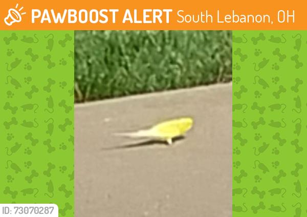 Found/Stray Unknown Bird last seen Fredericks stand, South Lebanon, OH 45065