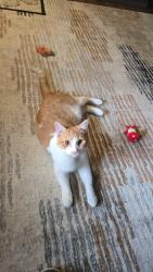 Lost Male Cat last seen Unimart washington,pa, Washington, PA 15301