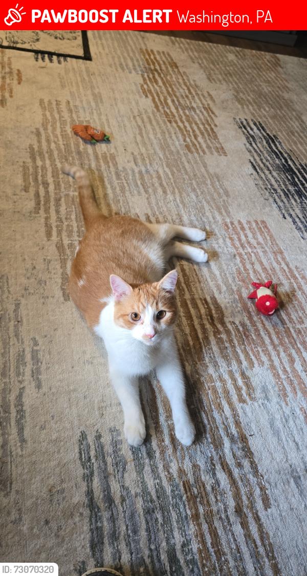 Lost Male Cat last seen Unimart washington,pa, Washington, PA 15301