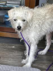 Found/Stray Female Dog last seen 3rd Ave and La Mesa Blvd, La Mesa, CA 91942