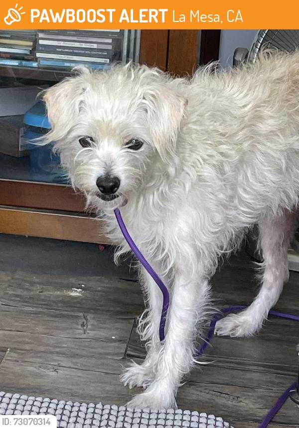 Found/Stray Female Dog last seen 3rd Ave and La Mesa Blvd, La Mesa, CA 91942