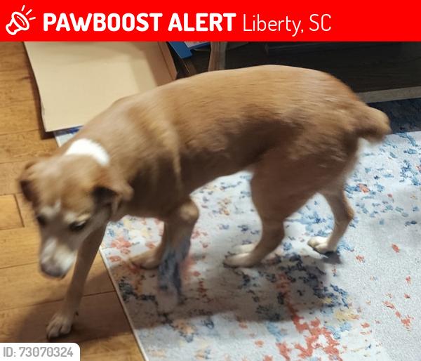 Lost Male Dog last seen Near Summer Ln Liberty SC 29657, Liberty, SC 29657