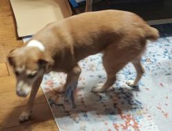 Lost Male Dog last seen Near Summer Ln Liberty SC 29657, Liberty, SC 29657
