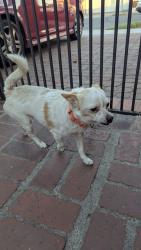 Found/Stray Male Dog last seen Magnolia and 25th, Long Beach, CA 90806