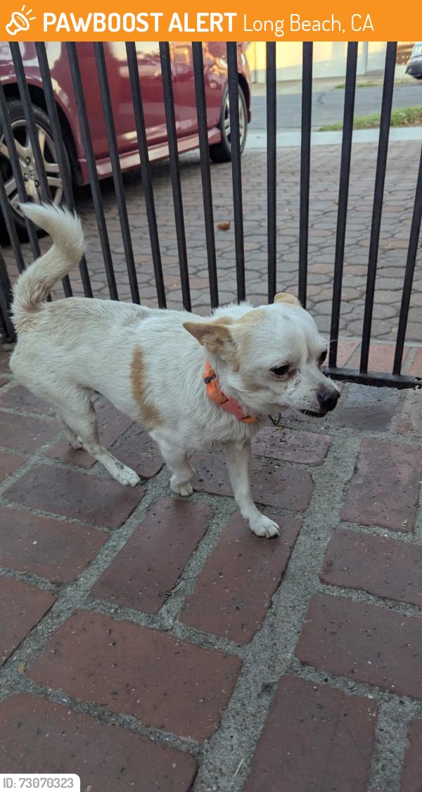 Found/Stray Male Dog last seen Magnolia and 25th, Long Beach, CA 90806