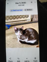 Lost Female Cat last seen 31st and garnett, Broken Arrow, OK 74133