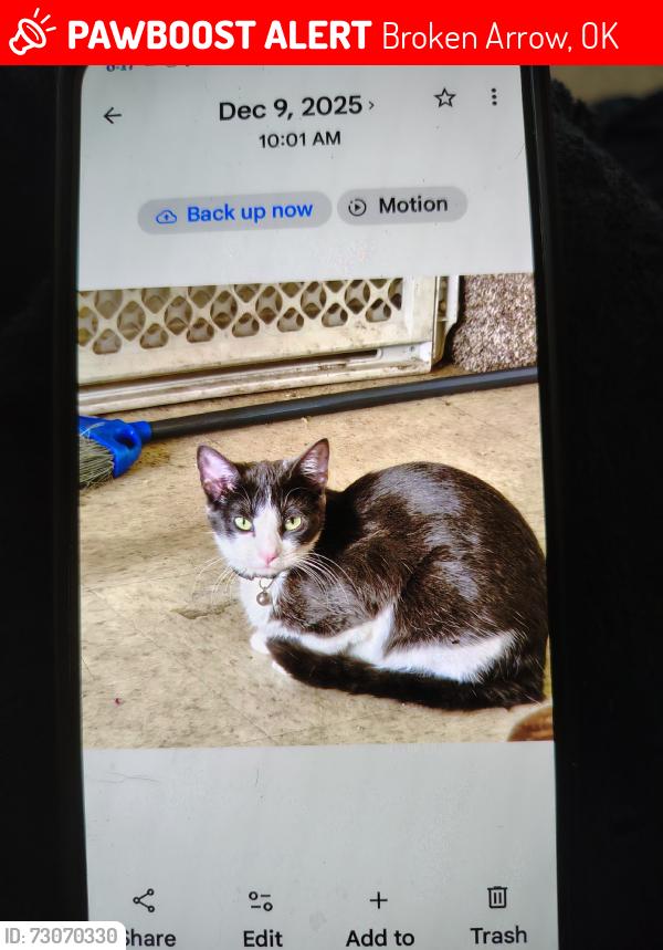 Lost Female Cat last seen 31st and garnett, Broken Arrow, OK 74133