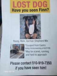 Reunited Male Dog last seen Grove way, Castro Valley, CA 94546