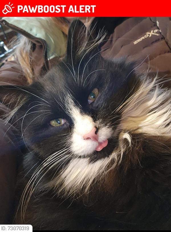Lost Male Cat last seen Freedom Four Square Church, Multnomah County, OR 97216