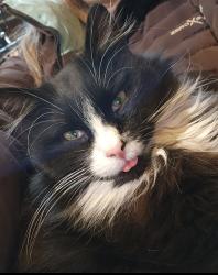 Lost Male Cat last seen Freedom Four Square Church, Multnomah County, OR 97216