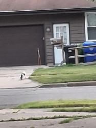 Found/Stray Unknown Cat last seen jackson and taft, Appleton, WI 54915