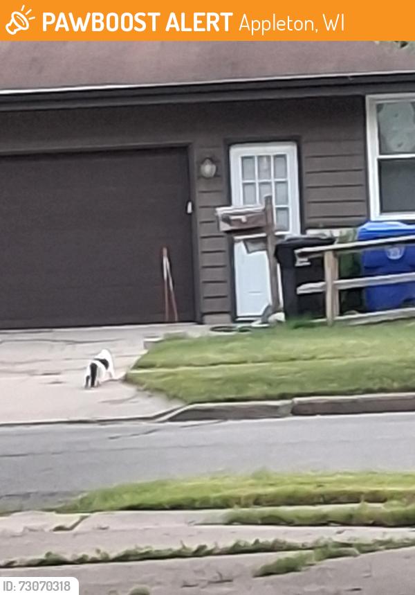 Found/Stray Unknown Cat last seen jackson and taft, Appleton, WI 54915