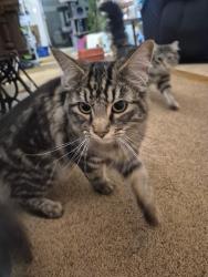 Lost Male Cat last seen Snow goose, Three Rivers, OR 97707