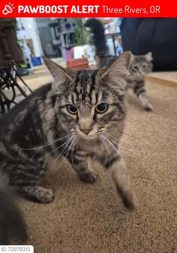 Lost Male Cat last seen Snow goose, Three Rivers, OR 97707