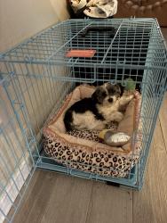Lost Female Dog last seen Near e 37th st, Odessa, TX 79762