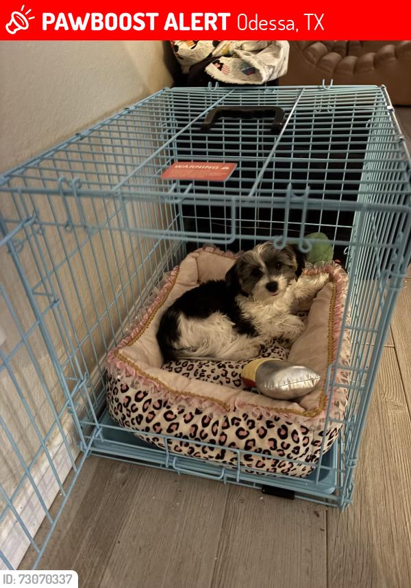 Lost Female Dog last seen Near e 37th st, Odessa, TX 79762