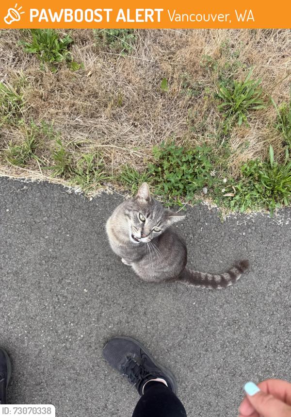 Found/Stray Male Cat last seen Around the pond near Mackie park, Vancouver, WA 98682