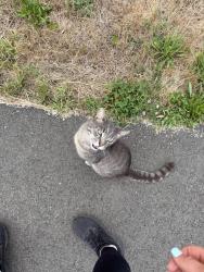Found/Stray Male Cat last seen Around the pond near Mackie park, Vancouver, WA 98682