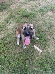 Reunited Male Dog last seen 59th ave and Tuttle ave. Sarasota, Sarasota, FL 34243
