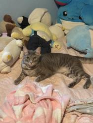 Lost Female Cat last seen At home, McAllen, TX 78501