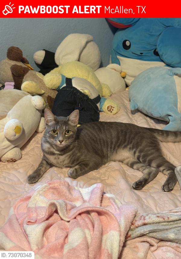 Lost Female Cat last seen At home, McAllen, TX 78501