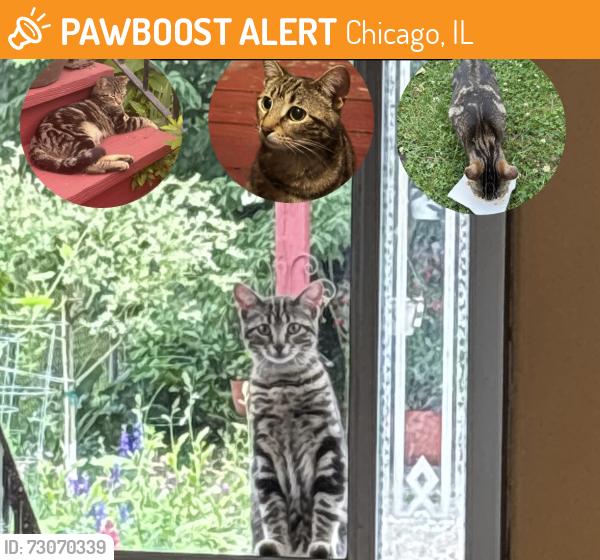 Found/Stray Male Cat last seen Wolf Lake Recreation Boat Ramp, Chicago, IL 60633
