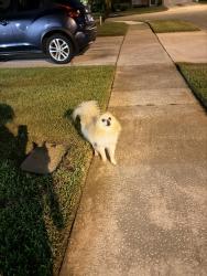 Found/Stray Male Dog last seen John Young, Orlando, FL 32837