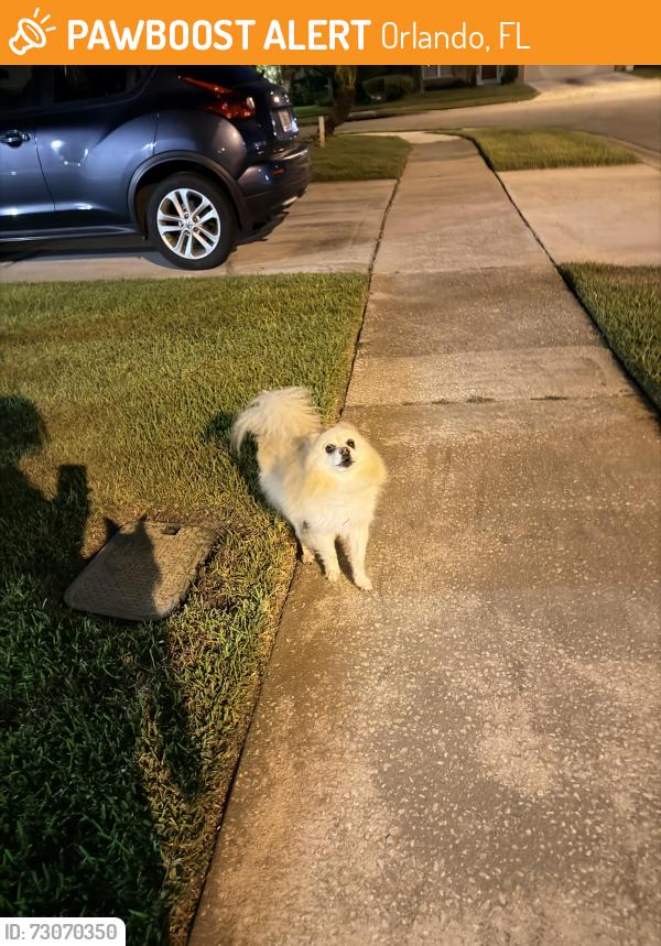 Found/Stray Male Dog last seen John Young, Orlando, FL 32837