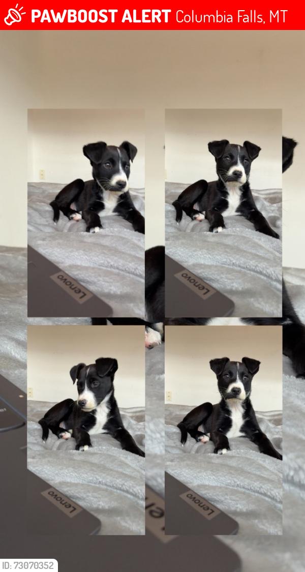 Lost Female Dog last seen Near N Fork Rd Columbia Falls, MT 59912 United States, Columbia Falls, MT 59912