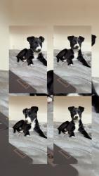Lost Female Dog last seen Near N Fork Rd Columbia Falls, MT 59912 United States, Columbia Falls, MT 59912