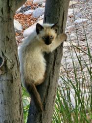 Found/Stray Unknown Cat last seen Parkcenter & Bown Way, Boise, ID 83706