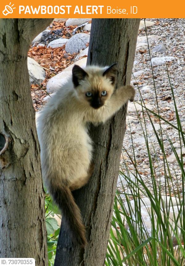Found/Stray Unknown Cat last seen Parkcenter & Bown Way, Boise, ID 83706