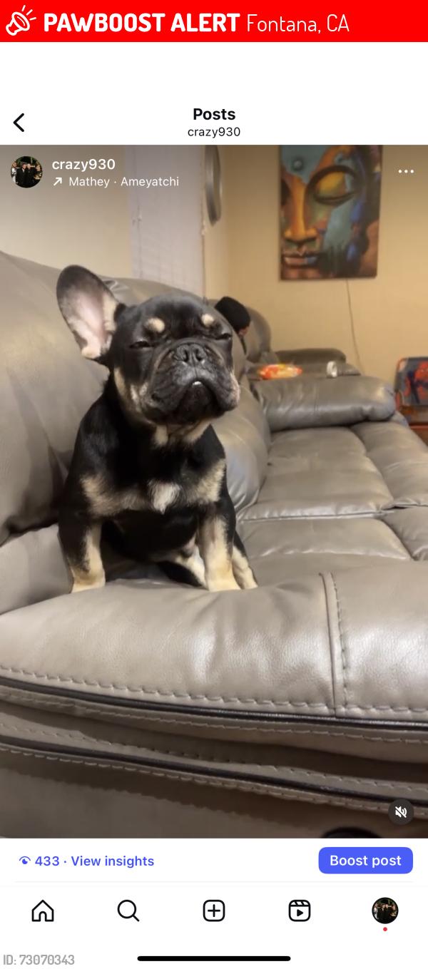 Lost Male Dog last seen Athena dr Fontana, Fontana, CA 92336