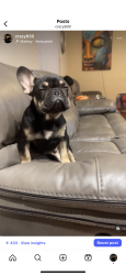 Lost Male Dog last seen Athena dr Fontana, Fontana, CA 92336