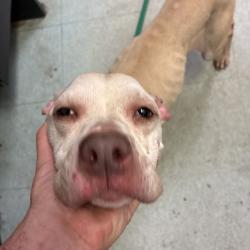 Shelter Stray Female Dog last seen , Animal Care & Control Team of Philly, 111 W Hunting Park Ave, Philadelphia, PA 19140, USA