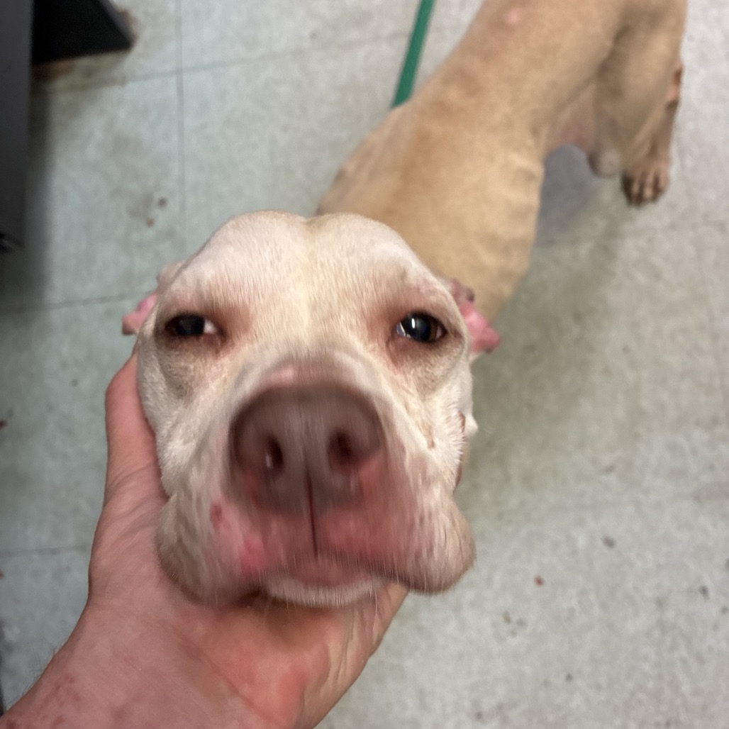 Shelter Stray Female Dog last seen , Animal Care & Control Team of Philly, 111 W Hunting Park Ave, Philadelphia, PA 19140, USA