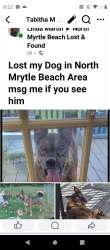 Lost Male Dog last seen 100th mark north myrtle, North Myrtle Beach, SC 29582